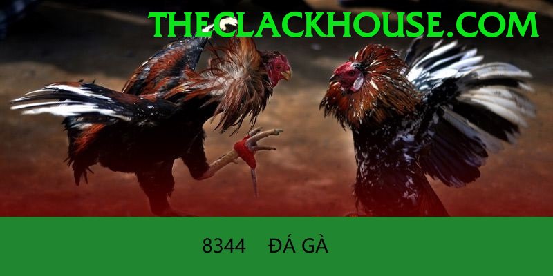 Đá Gà Trực Tiếp - betvnd
