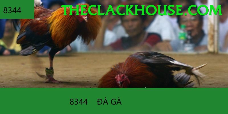 Đá Gà Trực Tiếp - Trải nghiệm tuyệt vời